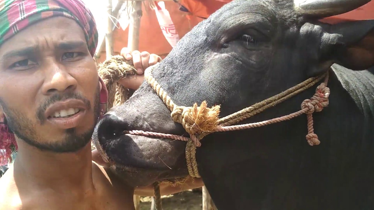 গরু কেনাবেচা নিষেধাজ্ঞার জেরে কাজ হারিয়েছেন মুসলিম ও হিন্দু সম্প্রদায়ের মানুষ, উত্তাল পশ্চিমবঙ্গ