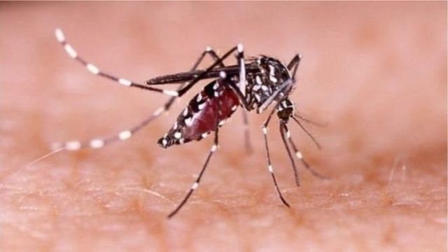 গত ২৪ ঘণ্টায় দেশে ডেঙ্গুতে আক্রান্ত হয়ে ১ হাজার ৩৩ জন হাসপাতালে ভর্তি