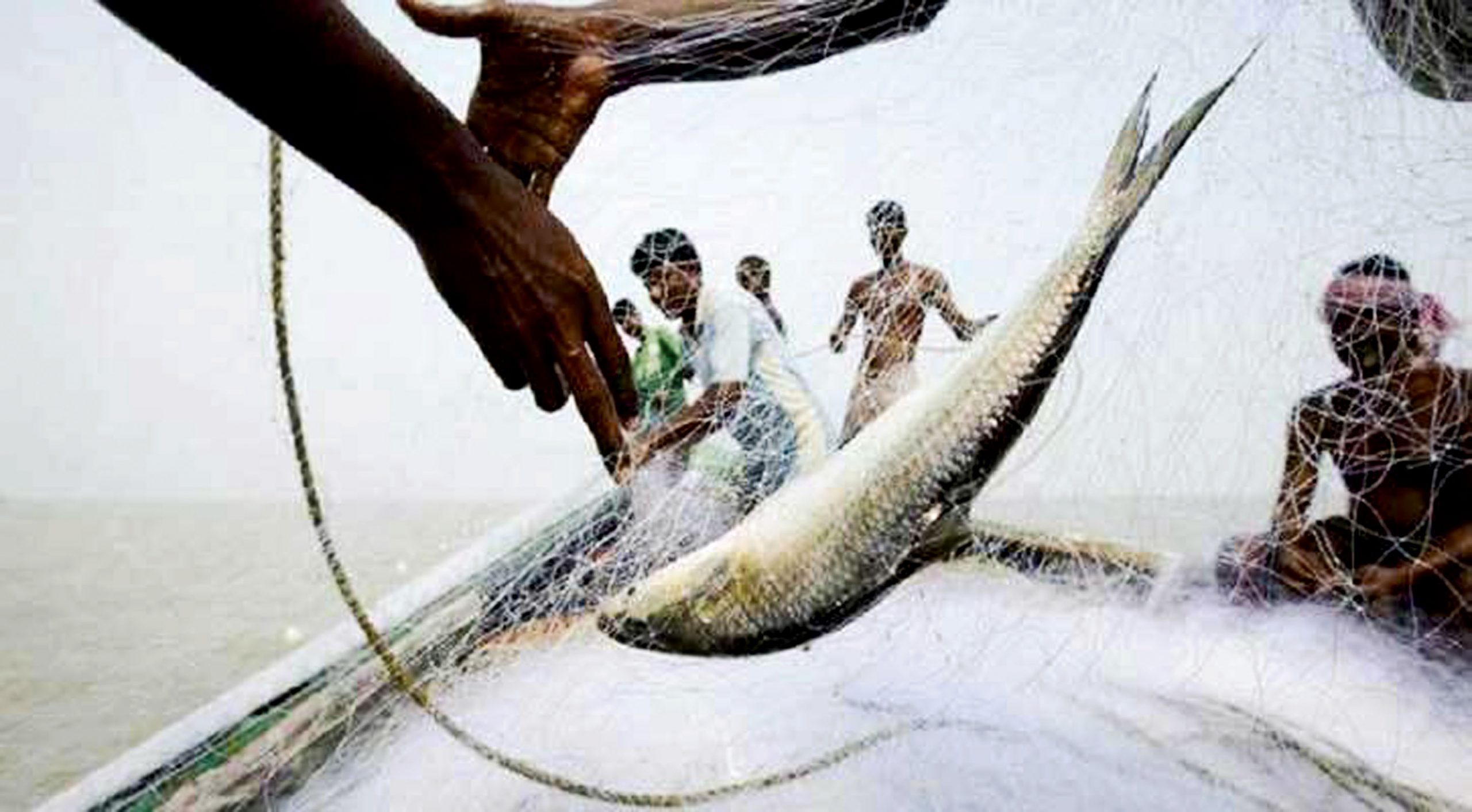রাত ১২টার পর থেকে দুই মাস পদ্মা-মেঘনায় মাছ ধরা বন্ধ
