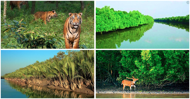 আজ থেকে টানা তিন মাসের জন্য বন্ধ হচ্ছে সুন্দরবনের দুয়ার