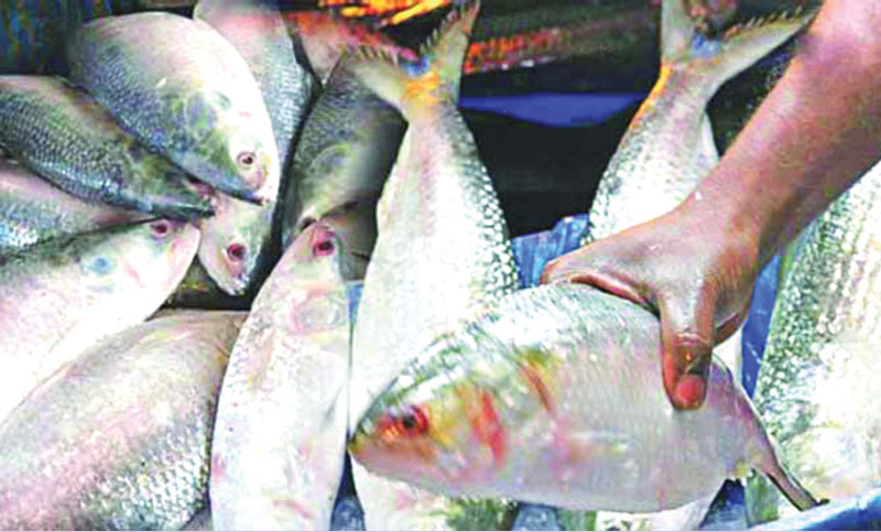 আগামী ১৩ অক্টোবর থেকে ২২ দিন ইলিশ ধরা নিষিদ্ধ