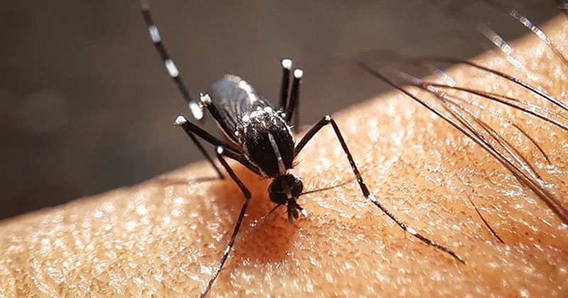 ডেঙ্গুতে আরও একজনের মৃত্যু, হাসপাতালে ৪৩৪
