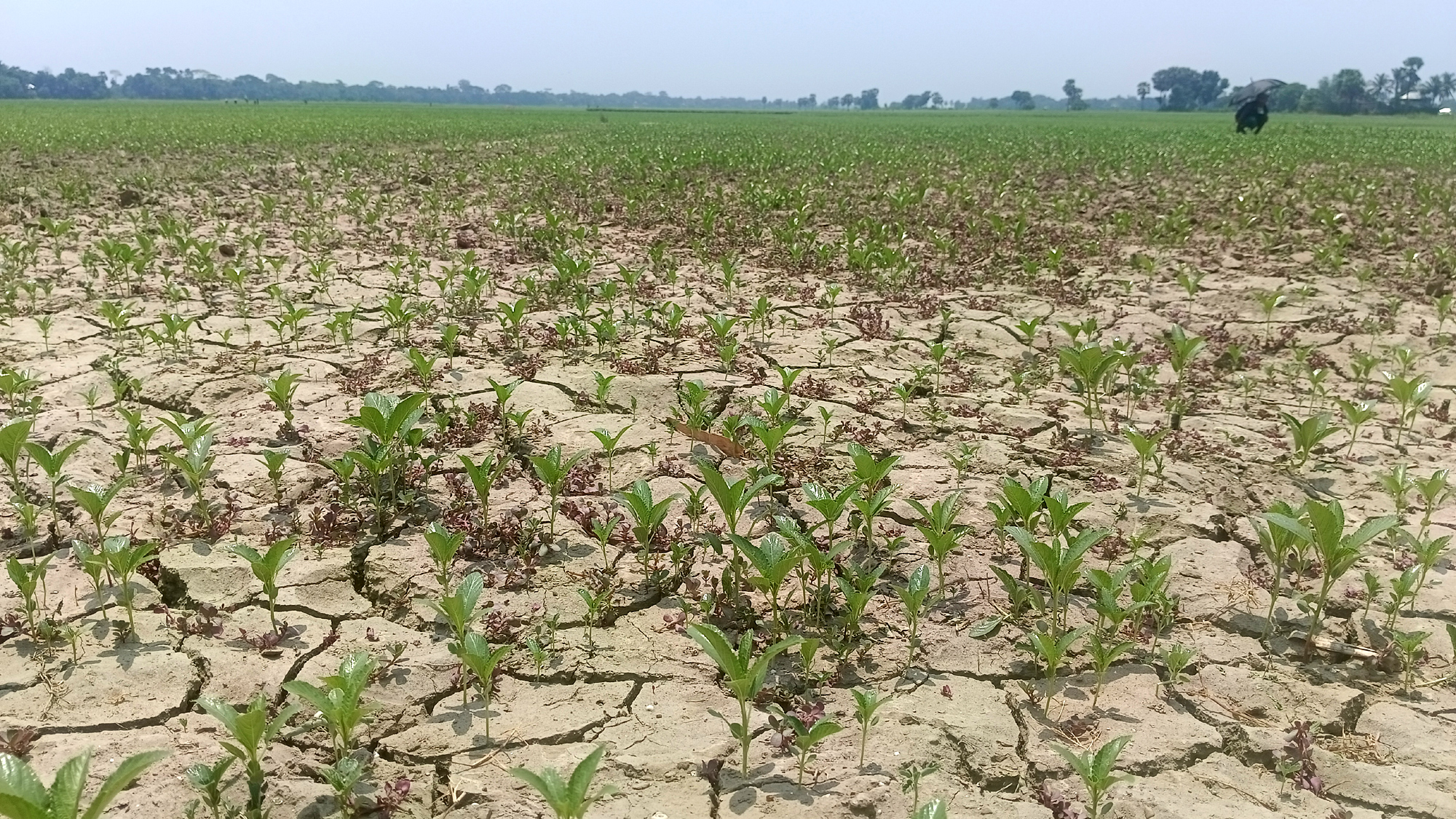 ফরিদপুরের সালথায় মাটি ফেটে চৌচির, তীব্র খরায়  নুয়ে পড়ছে ক্ষেতের পাট,  দিশেহারা কৃষকরা