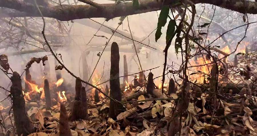 সুন্দরবনে অগ্নিকাণ্ডের ১৫ ঘণ্টা পর আগুন নেভাতে কাজ করেছে ফায়ার সার্ভিসের পাঁচটি ইউনিট