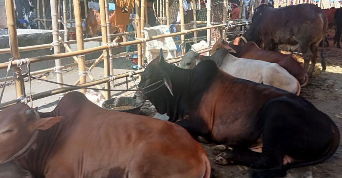 রাজধানীতে ছোট ও মাঝারি আকারের গরুর সংকট দেখা দিয়েছে, বড় গরুর অভাব নেই