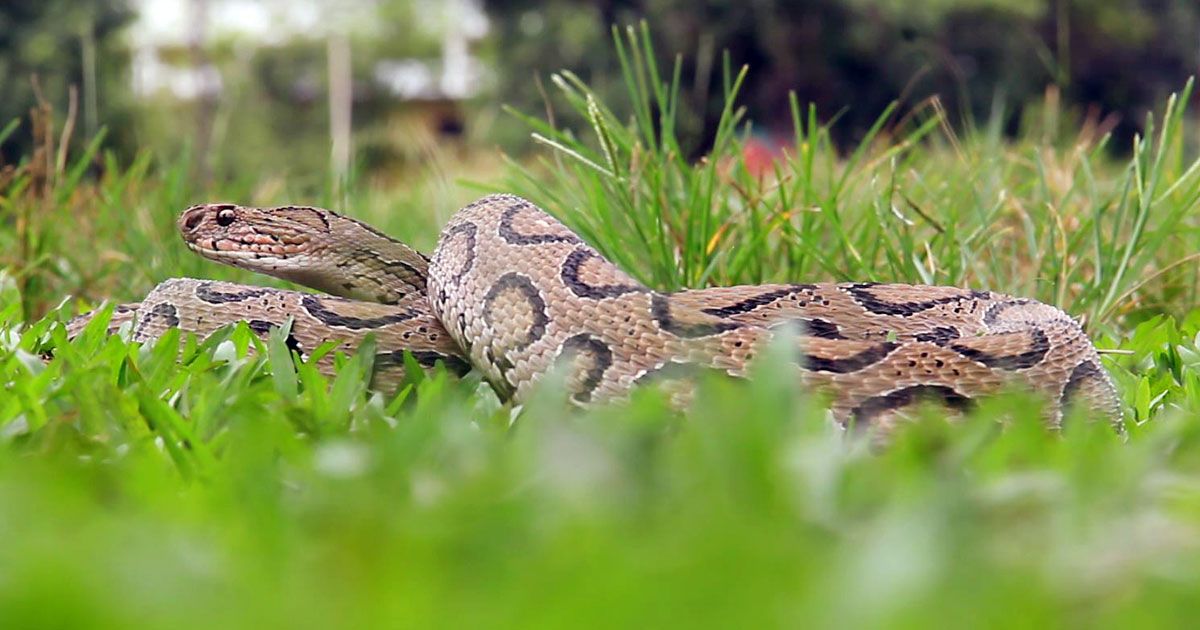 প্রতিদিনই কোথাও না কোথাও রাসেলস ভাইপার সাপের কারণে মানুষ মৃত্যুর খবর পাওয়া যাচ্ছে