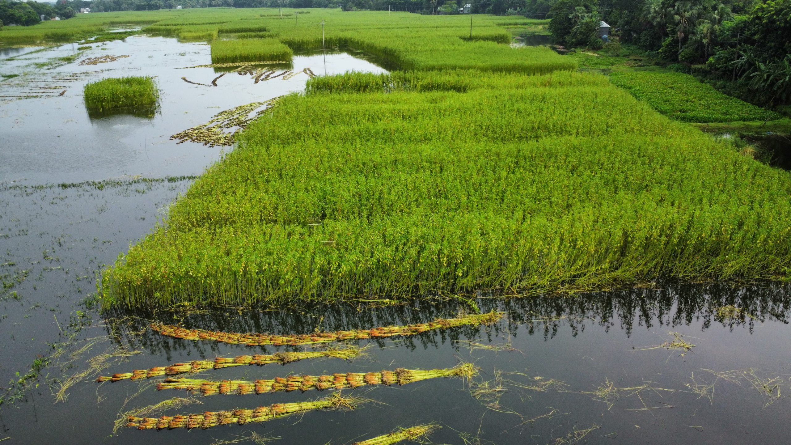 দুশ্চিন্তায় ফরিদপুরের পাট চাষিরা