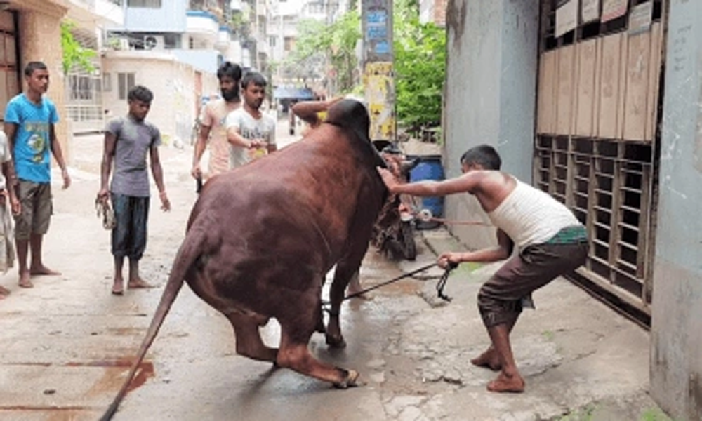উৎসবের আমেজে উদযাপিত হচ্ছে ঈদুল আজহা