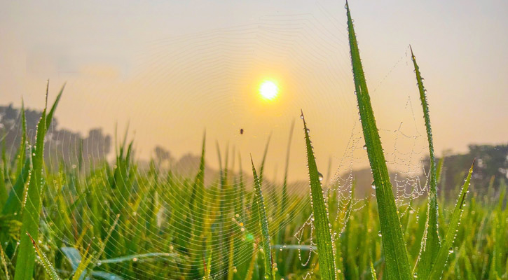 দেশের সর্বনিম্ন তাপমাত্রা আজও তেঁতুলিয়ায়, তাপমাত্রা নেমেছে ৭ ডিগ্রিতে