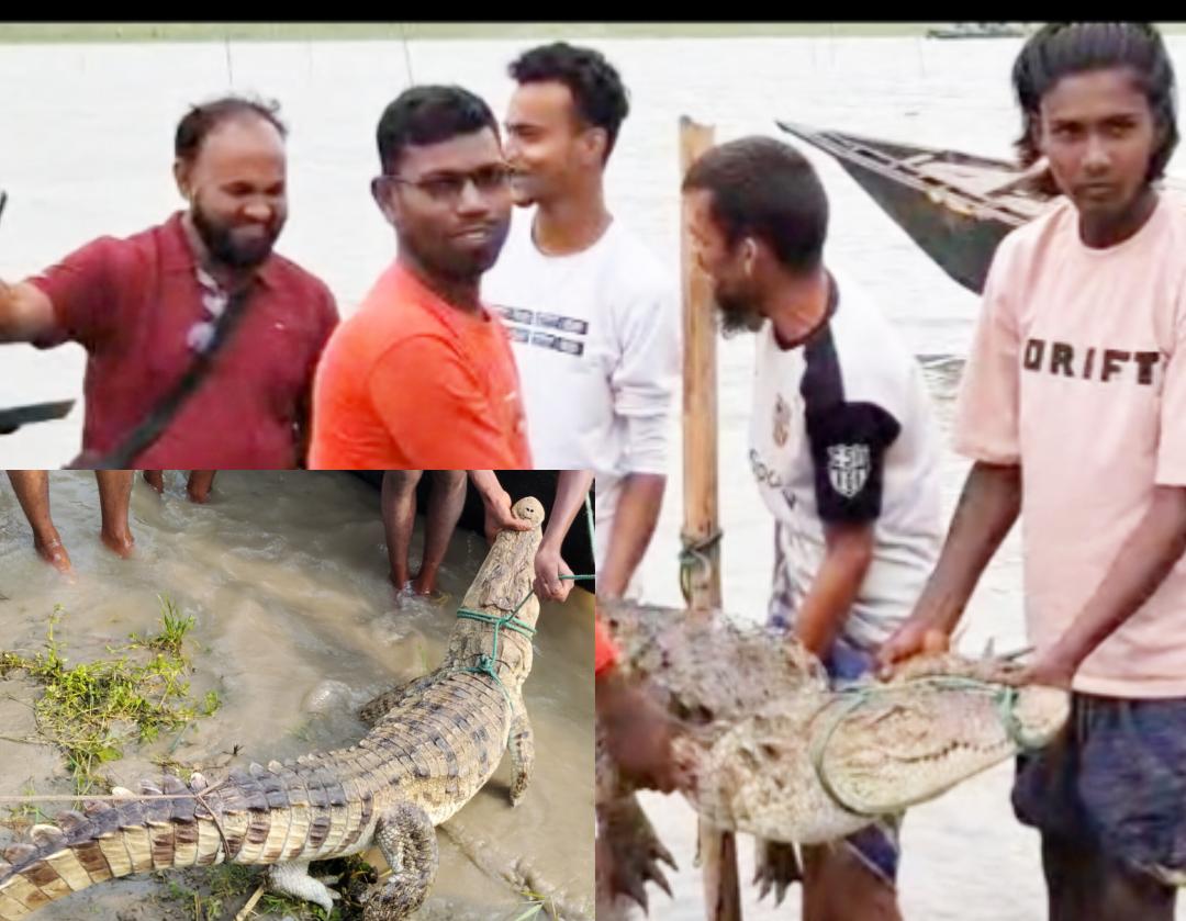 ফরিদপুরের পদ্মায় মাছ ধরা বড়শিতে উঠল  কুমির।। জনমনে আতঙ্ক।