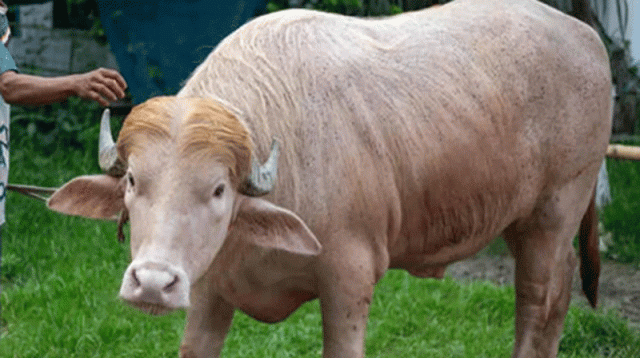 কোরবানি হচ্ছে না মহিষ ‘ডোনাল্ড ট্রাম্প’