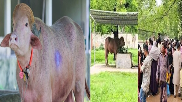 চিড়িয়াখানায় ‘ডনাল্ড ট্রাম্প’ মহিষ, দেখতে দর্শনার্থীদের প্রচণ্ড ভিড়