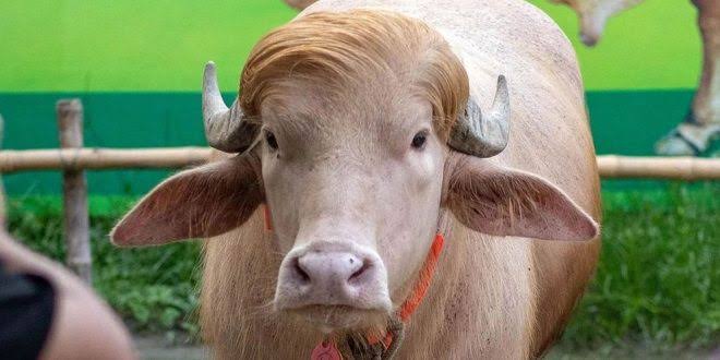 বহুল আলোচিত ‘ডোনাল্ড ট্রাম্প’ নামের সেই অ্যালবিনো মহিষটিকে  চিড়িয়াখানায় রাখা হবে