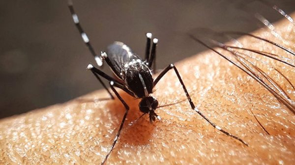 ২৪ ঘণ্টায় ডেঙ্গুতে আরও ৭ প্রাণহানি