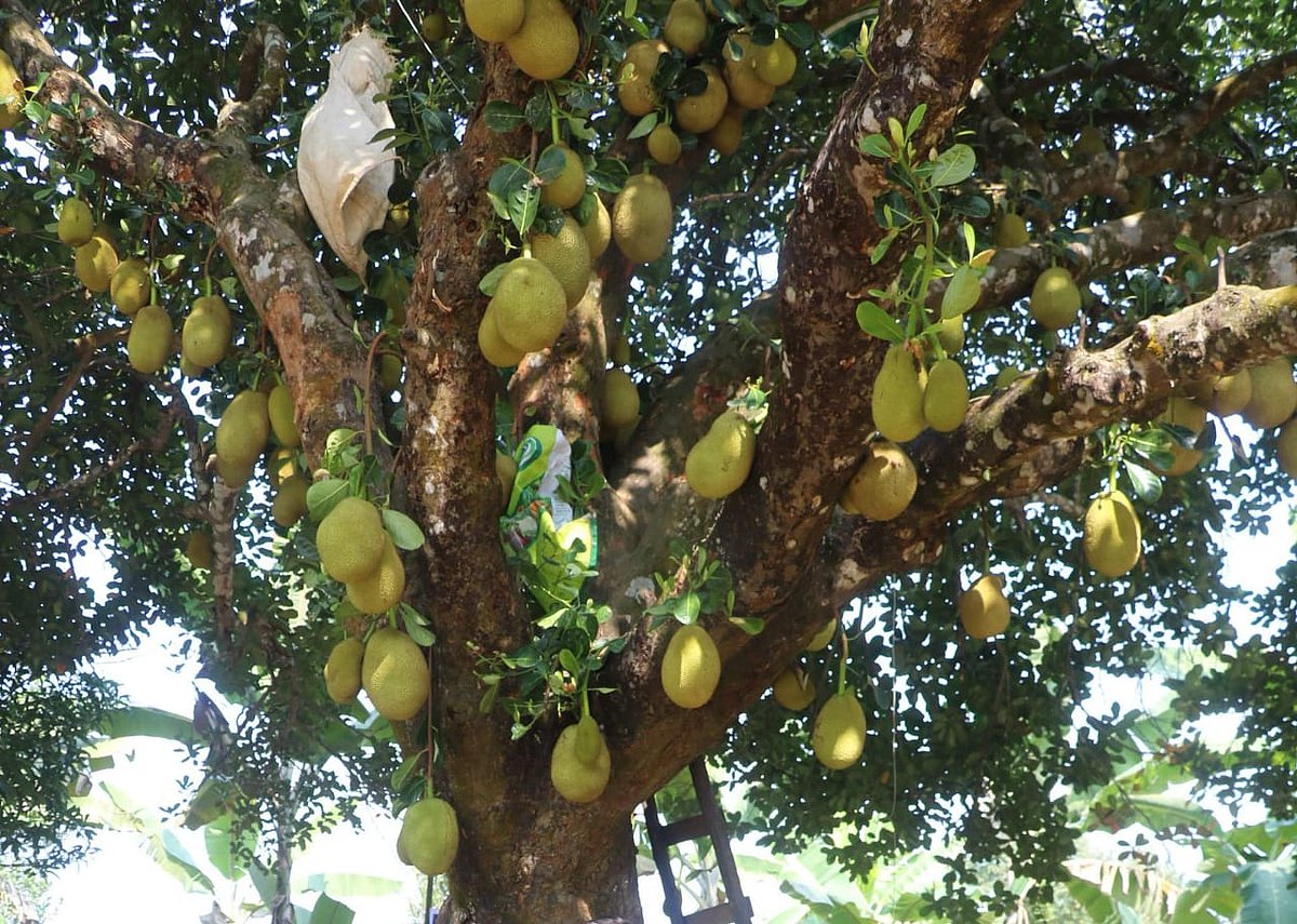 সাইবার বুলিং শক্ত হাতে দমনে সরকার বদ্ধপরিকর: তথ্য উপদেষ্টা