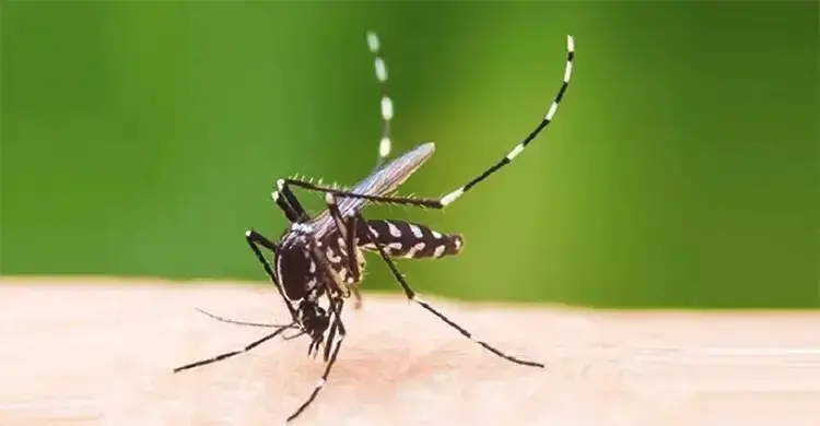 ডেঙ্গু এখন সারা বছরই আতঙ্ক: দূষণ বাড়াচ্ছে মৃত্যুঝুঁকি